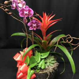 Orchid and bromeliad arrangement in a dark pot with a red bow