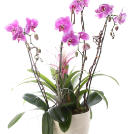 ORCHID OASIS