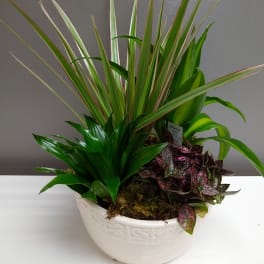 Mixed potted plants in a white ceramic bowl planter