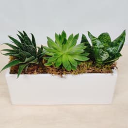 Three succulents in a white rectangular planter