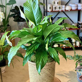 Potted peace lily in a woven basket planter