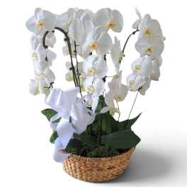 White orchid plant in a woven basket with a white ribbon