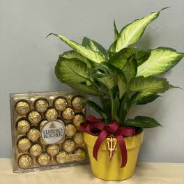 ASu Plant & Chocolates