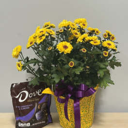 Daisy Plant & Dove Dark Choc.