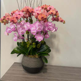 Potted arrangement of pink and peach phalaenopsis orchids in a round striped vase