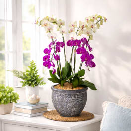 Premium Local Phalaenopsis Plant (6 Stems)