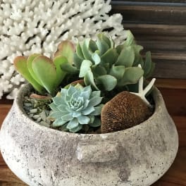 Succulent arrangement in a stone bowl with a white coral decoration