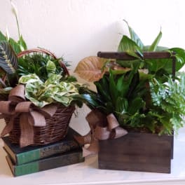 Two potted plant arrangements in a basket and wooden box with ribbon bows.