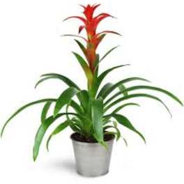 Bromeliad Plant