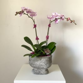 "Hermosa" Orchid Arrangement