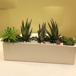 Succulent arrangement in a rectangular white planter with white stones