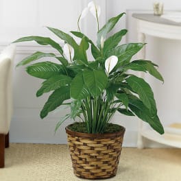 Potted peace lily in a woven basket planter