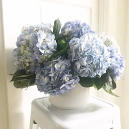 Blue hydrangea arrangement in a white pot