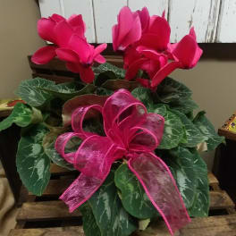 Potted cyclamen plant with bright pink blooms and a pink ribbon bow