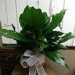 Potted green houseplant with a white ribbon bow