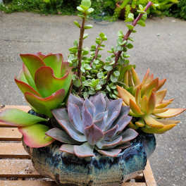 Lanie's Succulent Symphony