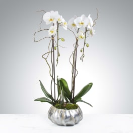 Two Stem Orchid Planter