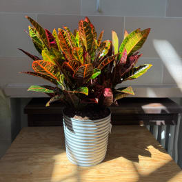 Potted croton plant with multicolored leaves in a ribbed white container
