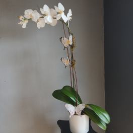 White orchid arrangement in a white pot with butterfly decorations