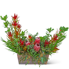Wild Protea Crescent