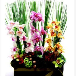 Orchid arrangement with tall grass-like stems in a black box