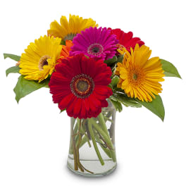 Bright mixed gerbera daisies in red, yellow, pink, and orange arranged in a clear glass vase.
