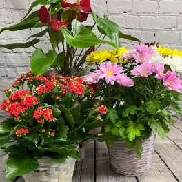 Nicest Seasonal Blooming Plant