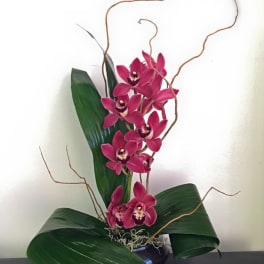 Magenta orchids arranged in a dark vase with large green leaves and curly branches.