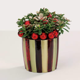 Holiday Jade Plant