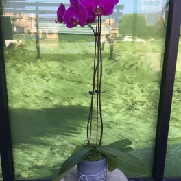 Colored Orchid