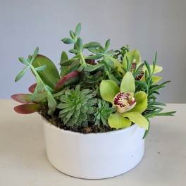 Succulent arrangement with green orchids in a white bowl