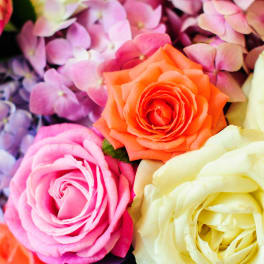 Close-up of roses in pink, orange, and cream with purple hydrangea blooms