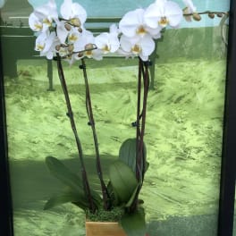 Double Orchid