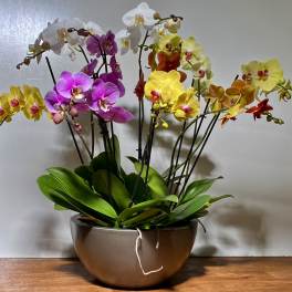 ORCHIDS PLANTS IN A VASE