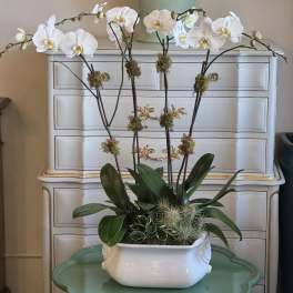 French Orchid Garden