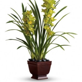 Potted orchid plant with yellow-green blooms in a brown planter