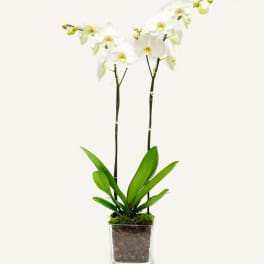  Simple Beautiful ) White Orchid Plant