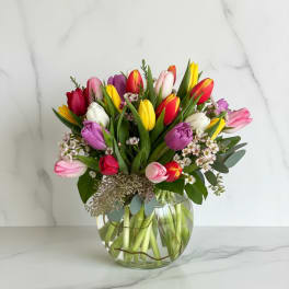 Radiant Tulips
