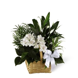 Basket of green houseplants with white blooms and a white bow