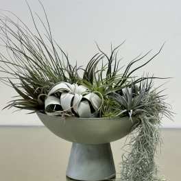 TILLANDSIA