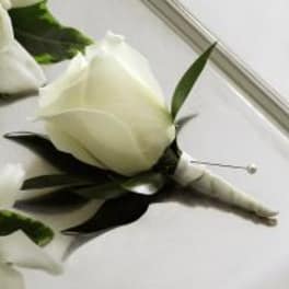White rose boutonniere with dark green leaves on a white background