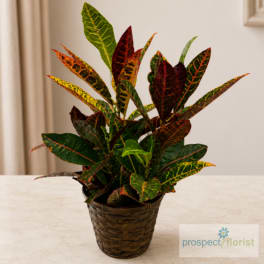 Potted croton plant in a woven basket planter