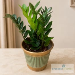 Potted green houseplant in a striped metal planter