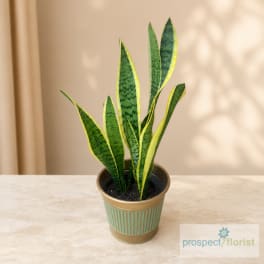 Potted snake plant in a striped metal planter