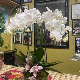 White orchid arrangement in a moss-covered bowl with pink blooms