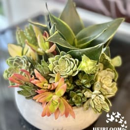 Succulent arrangement in a round white pot with green and pink rosettes