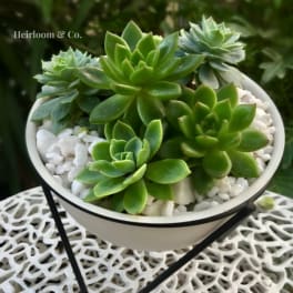 Succulent arrangement in a white bowl planter with white stones