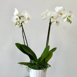 White orchid plant in a white ribbed pot with green leaves