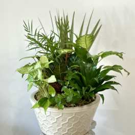 Mixed green houseplants in a white textured planter