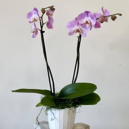 Potted orchid with two lavender flower spikes in a white pot